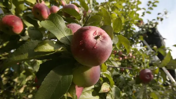 Яблони и вишни посадят первоклассники Захаровской школы
