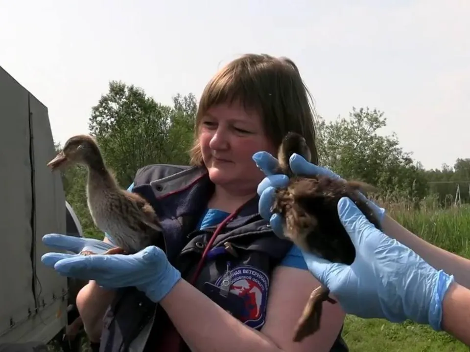 Фото: пресс-служба Министерства сельского хозяйства и продовольствия Московской области