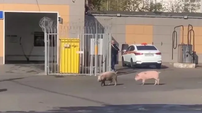 Скриншот из видео в Телеграм-канале «Видный город». https://t.me/vidno_mos/3034