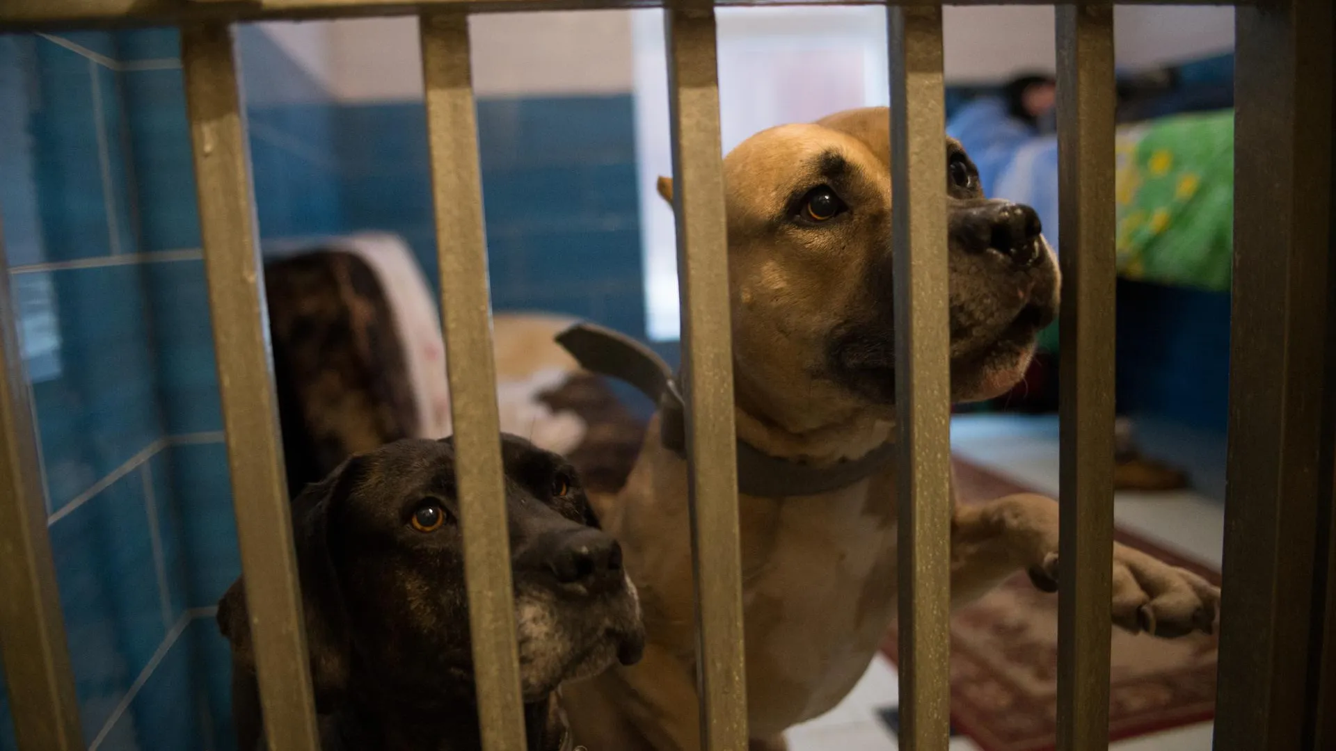 Около 30 животных обрели новых хозяев в ходе выставки «Пойдем домой» в Рязани