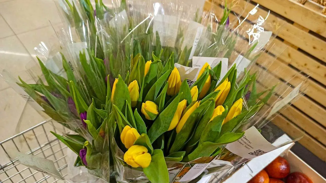 REGIONS/Эльвира Сафина