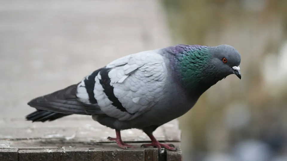 Фото: freepik.com