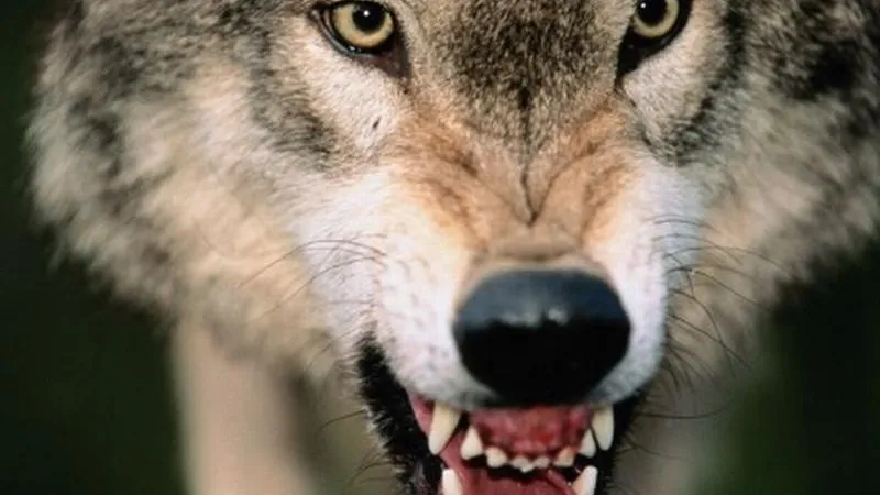 Нападение ручного волка на ребенка в Ногинском районе проверит СК