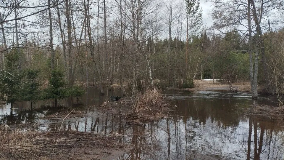 Фото: t.me/@jCLTZh_8Oq1hNzZi