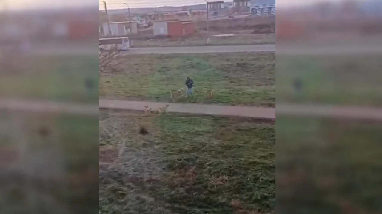 Стая собак во главе с алабаем чуть не загрызла прохожих в башкирском Салавате
