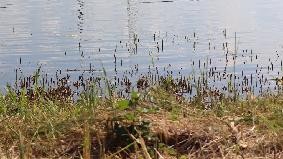 Фото: REGIONS/Василий Тремасов