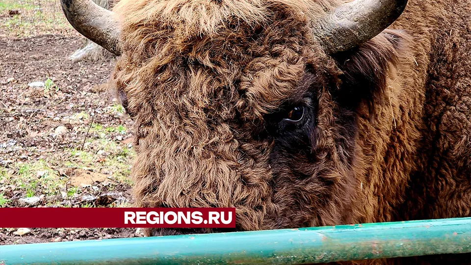 Фото: REGIONS/Александр Степушкин