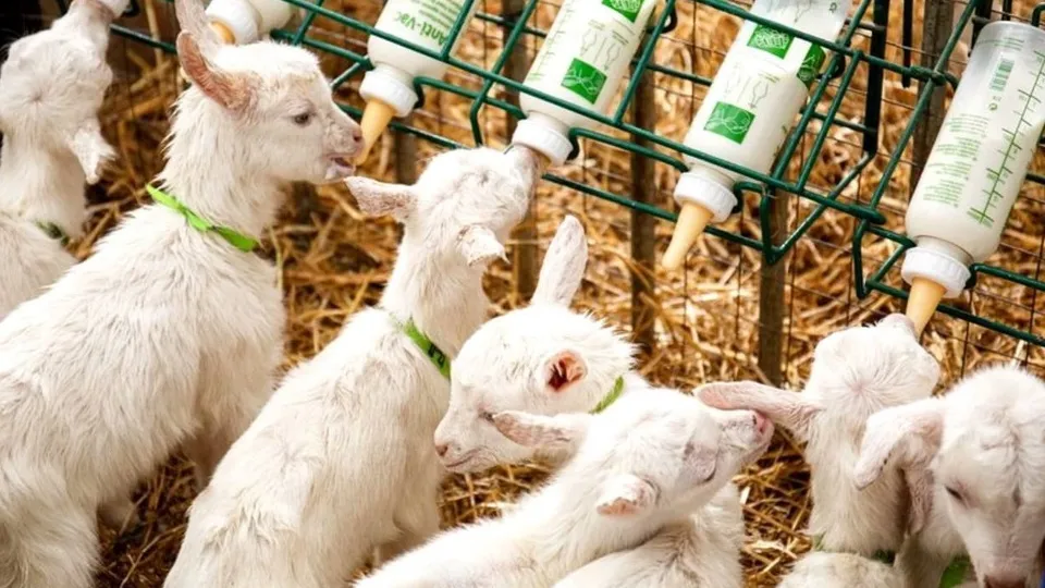 Фото: пресс-служба Администрации г. о. Домодедово