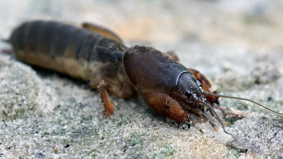 Фото: istockphoto.com/OLEKSII KRIACHKO