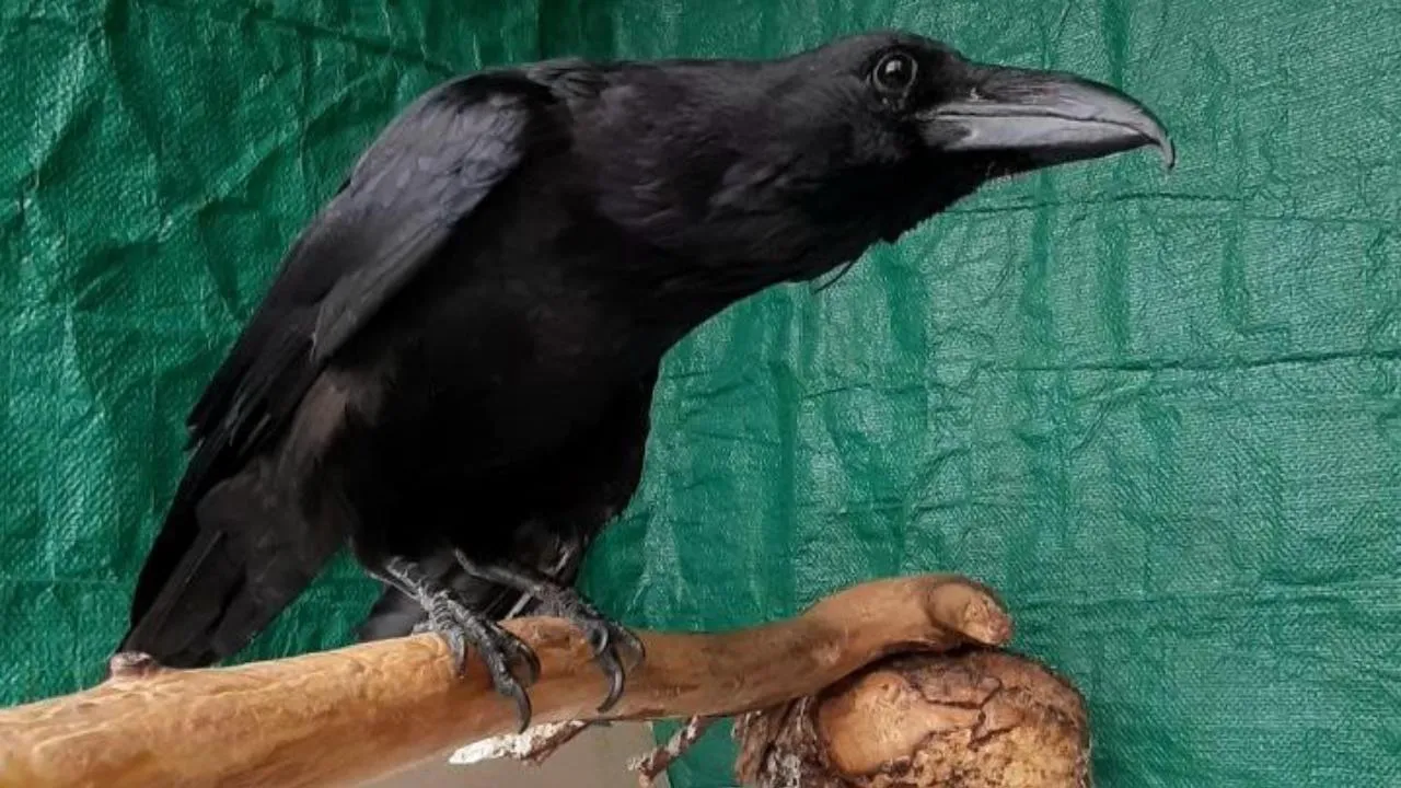 личный архив Алексея Михайлова