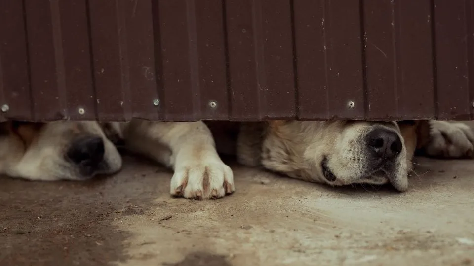 Фото: istockphoto.com/Veronika Saratovtseva