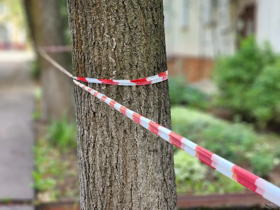 Фото: Роман Савельев&nbsp;