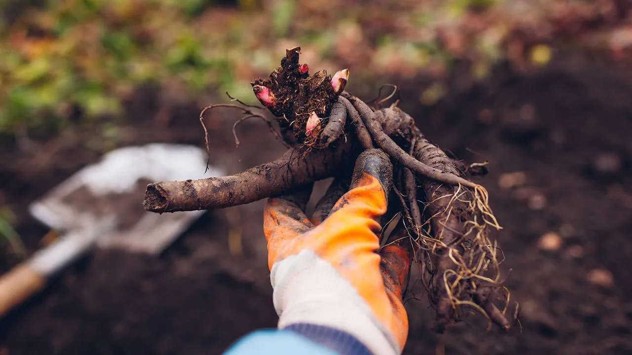 istockphoto.com/Maryviolet