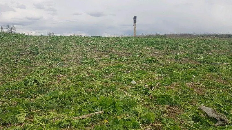 Нарушителей в трех муниципалитетах Подмосковья снова оштрафовали за борщевик