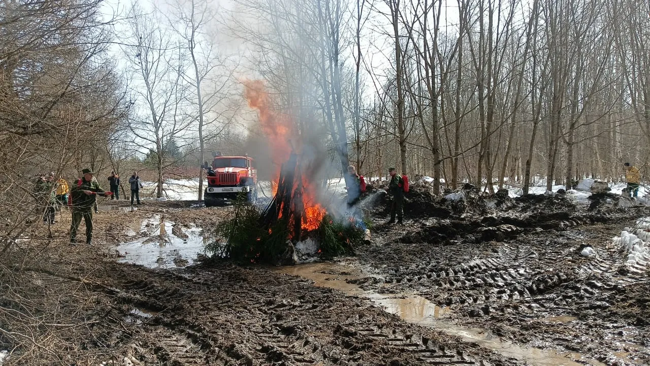 Фото: пресс-служба Комитета лесного хозяйства Московской области