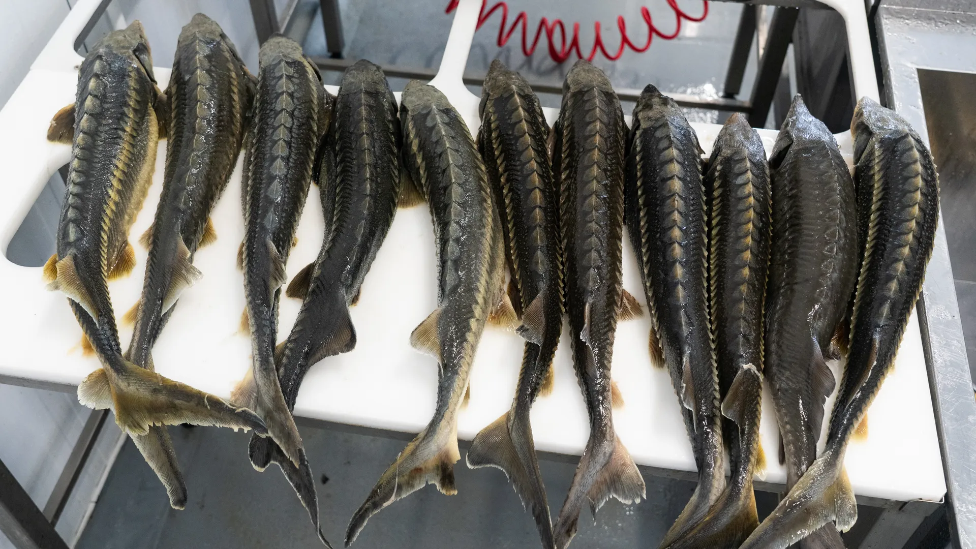 Мансуровское рыбоводное хозяйство под Истрой