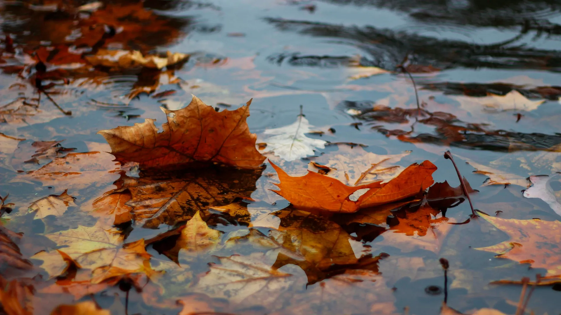 Фото: unsplash.com