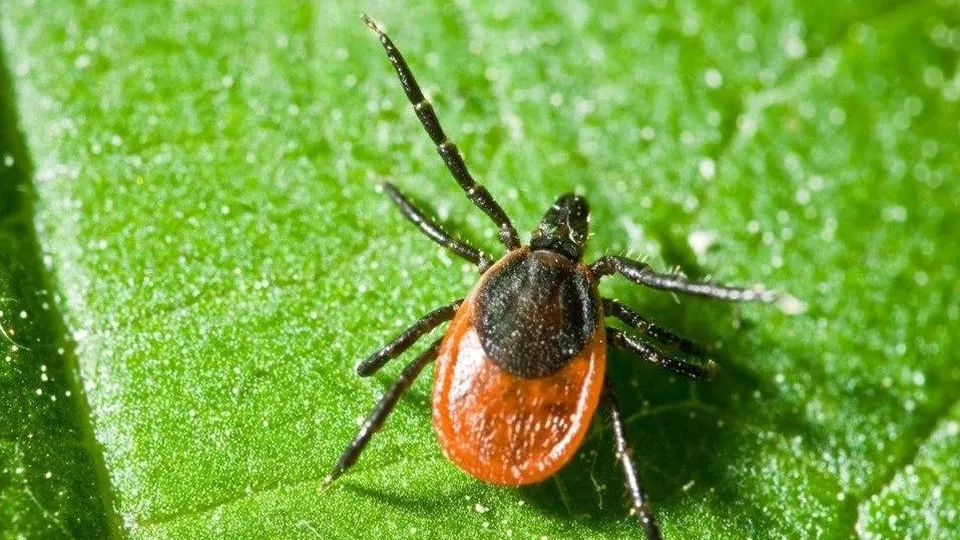 Фото: Комитет лесного хозяйства МО