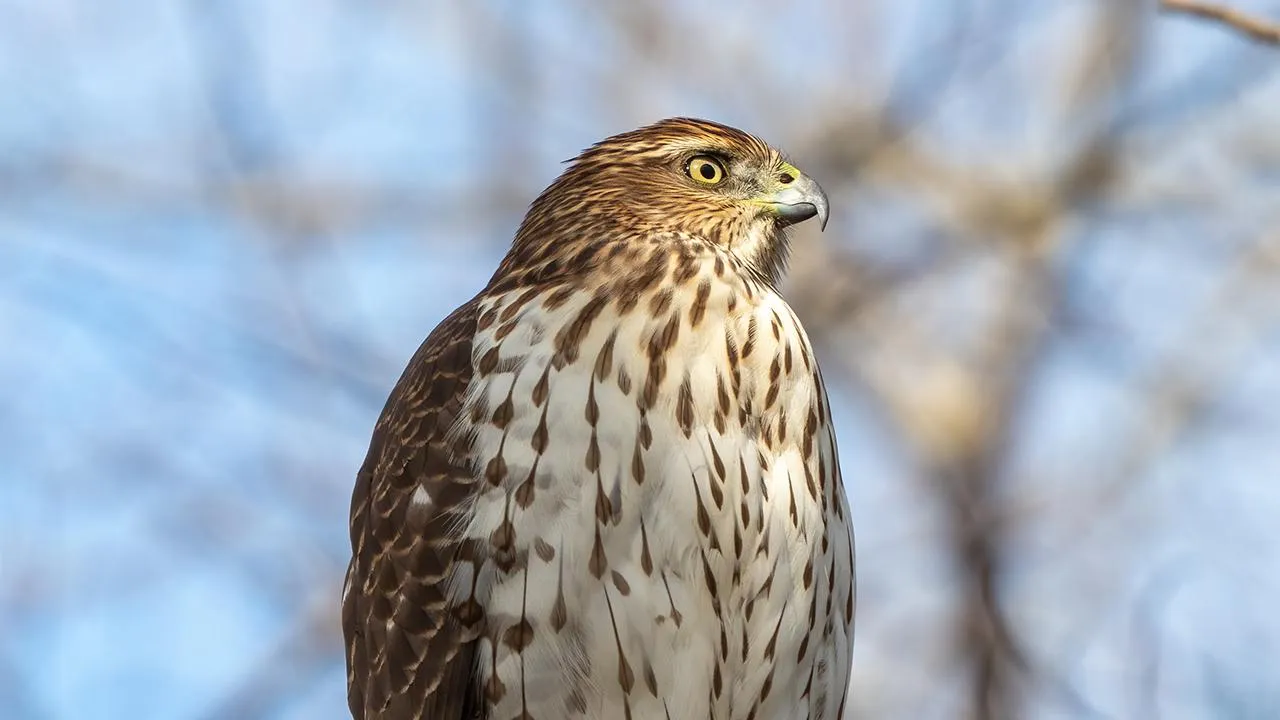 сommons.wikimedia/Rhododendrites