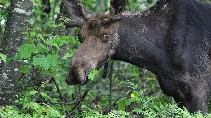 Фото: pxhere.com