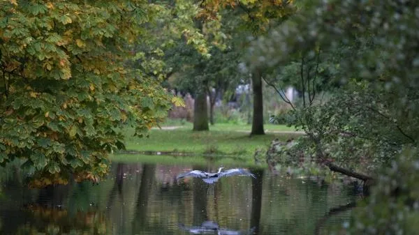 В Амстердаме родителям новорожденных будут дарить дерево