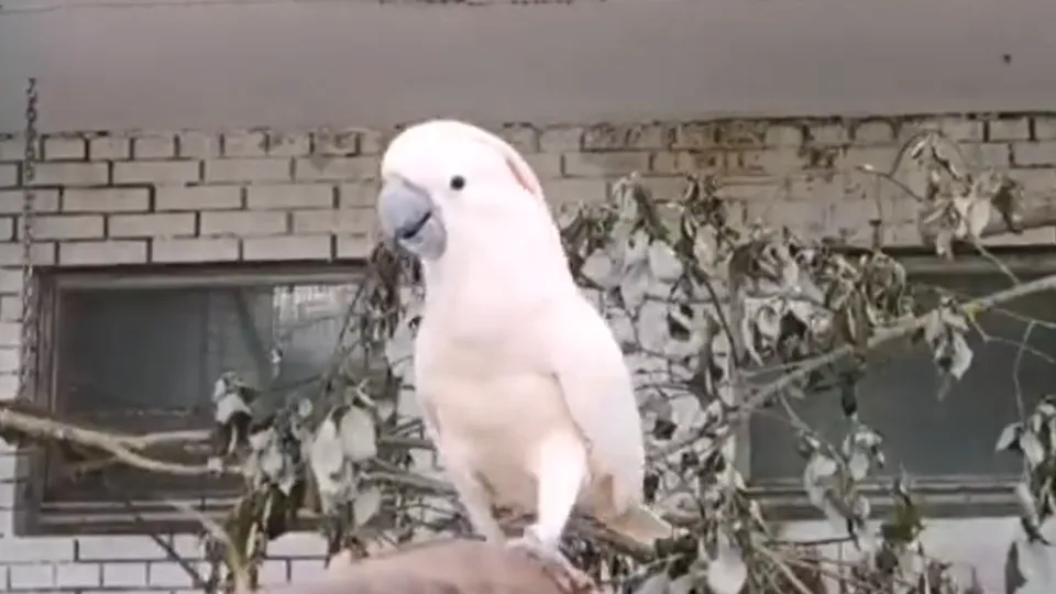 Фото: Центр воспроизводства редких видов животных