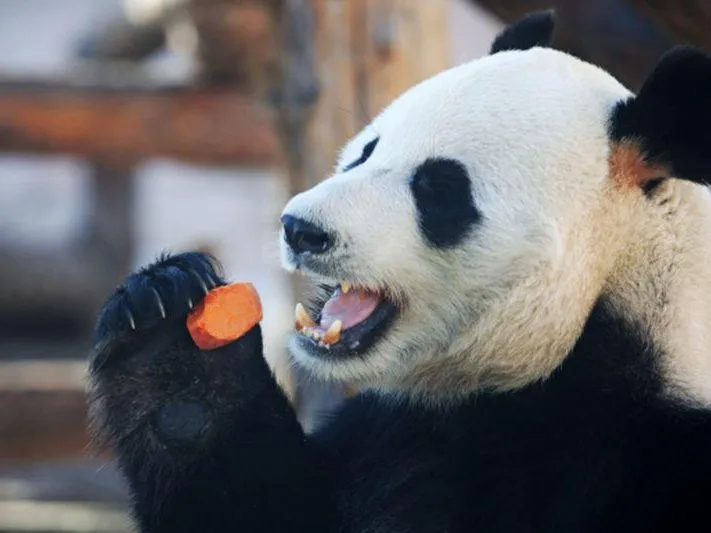 Депутат Мособлдумы не ходит в зоопарки «по особенным причинам»