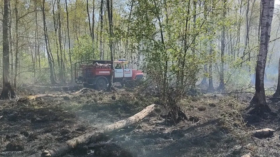 Фото: ГКУ МО «Мособллес»