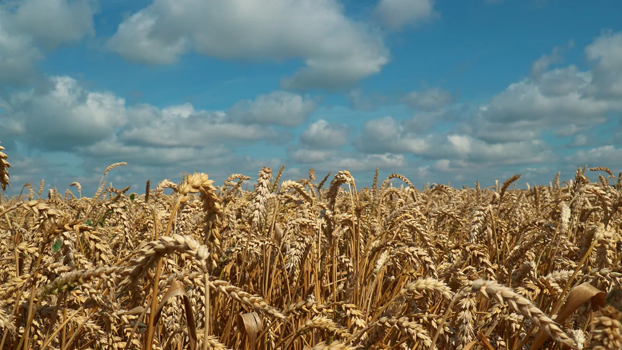 Фото: Компания «Щелково Агрохим»