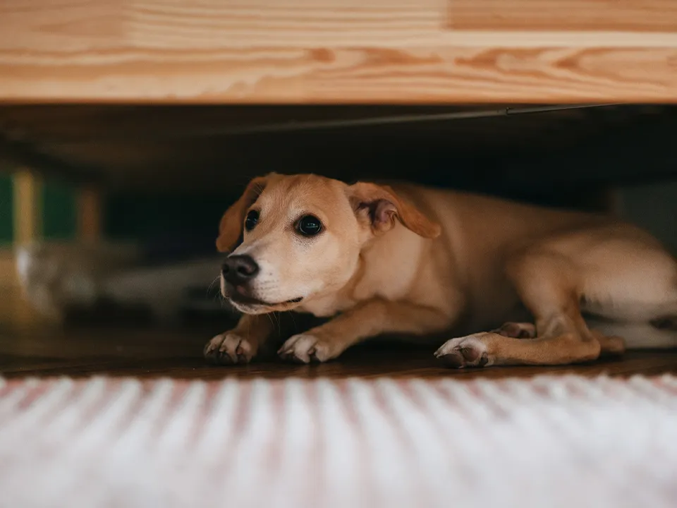 Фото: istockphoto.com/miniseries