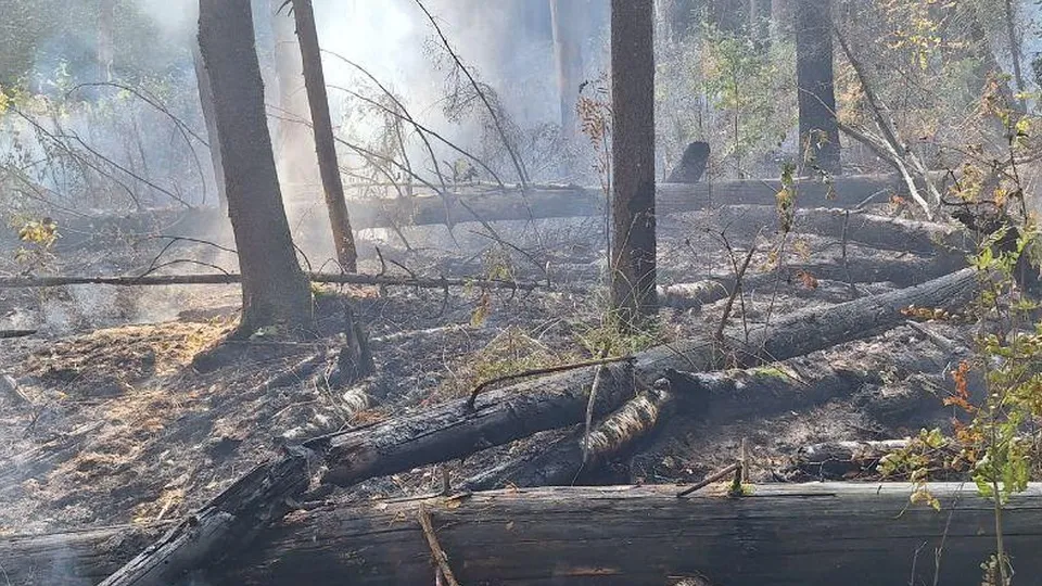 Фото: Комитет лесного хозяйства хозяйства Московской области