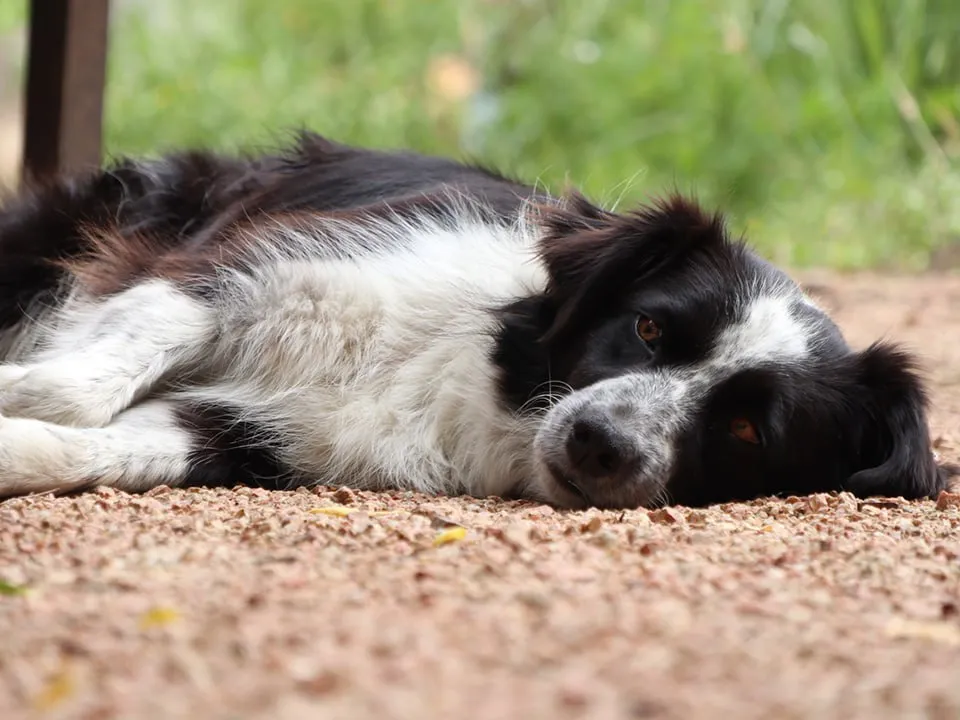 Фото: istockphoto.com/Rodrigo Echeverria