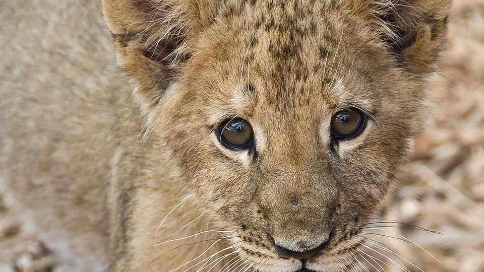 Фото: pxhere.com