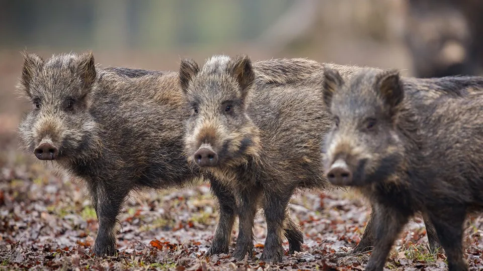 Фото: freepik.com