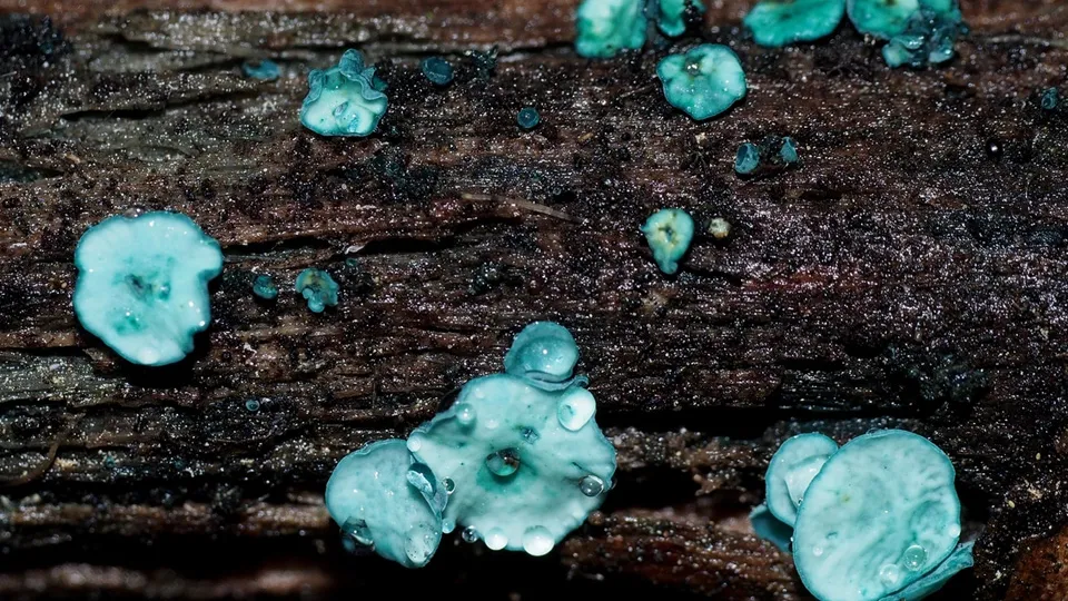 Фото: commons.wikimedia/Mariia Zykova