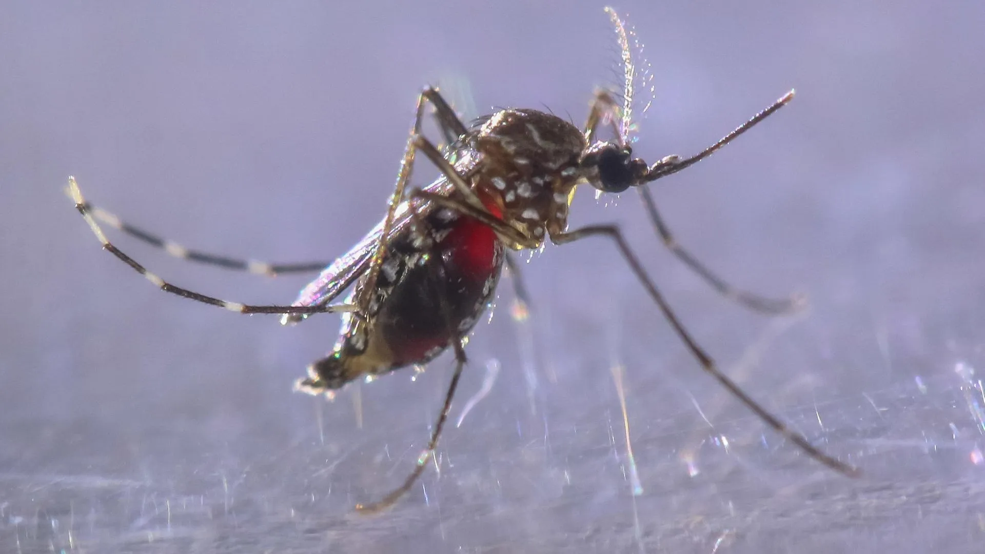 Cadu Rolim/Keystone Press Agency