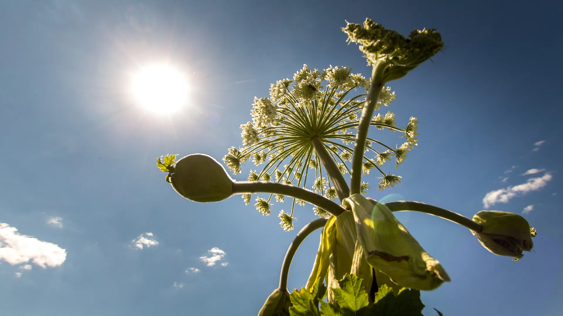 медиасток.рф