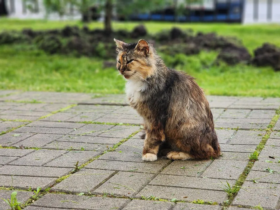Фото: МедиаБанк Подмосковья/Дмитрий Беденко