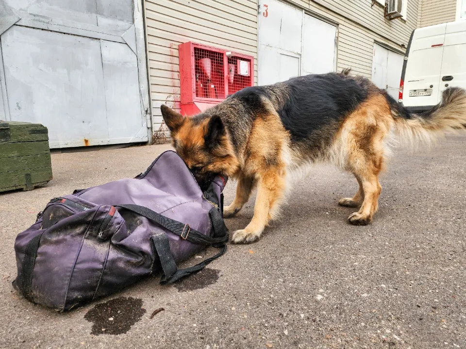 Фото: МедиаБанк Подмосковья/Мария Андрюхина