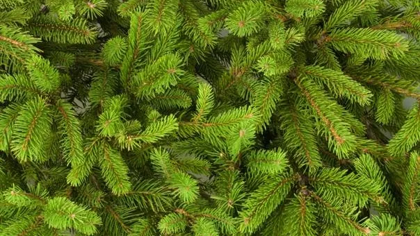 Фото desktopbackground.org