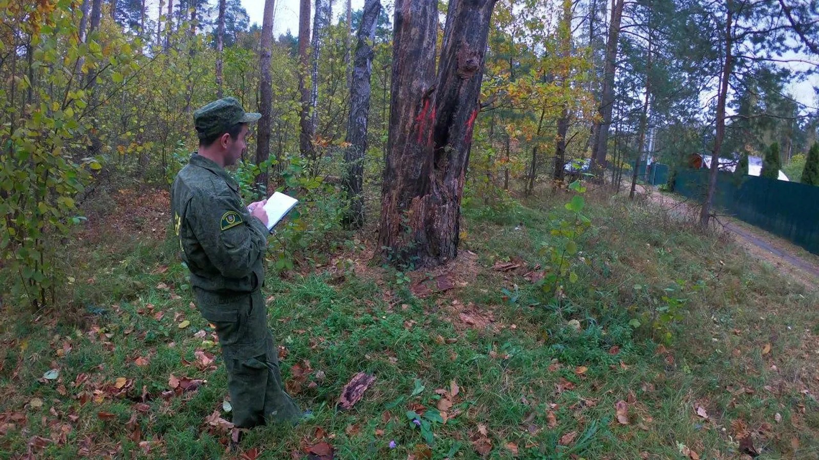 Фото: Ступинский филиал ГКУ МО «Мособллес»
