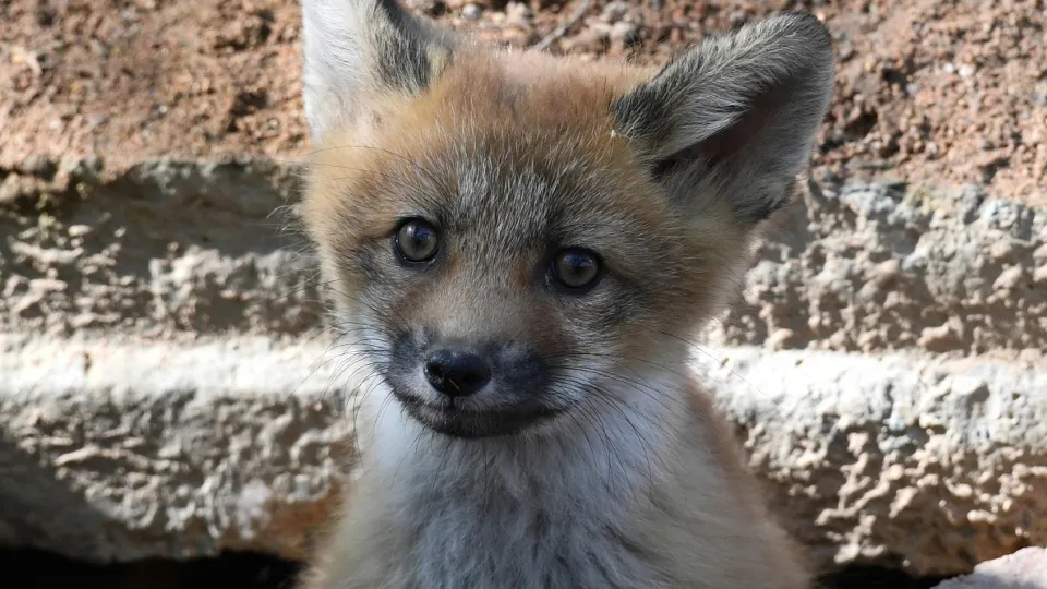 Фото: РИА Новости/Виталий Аньков