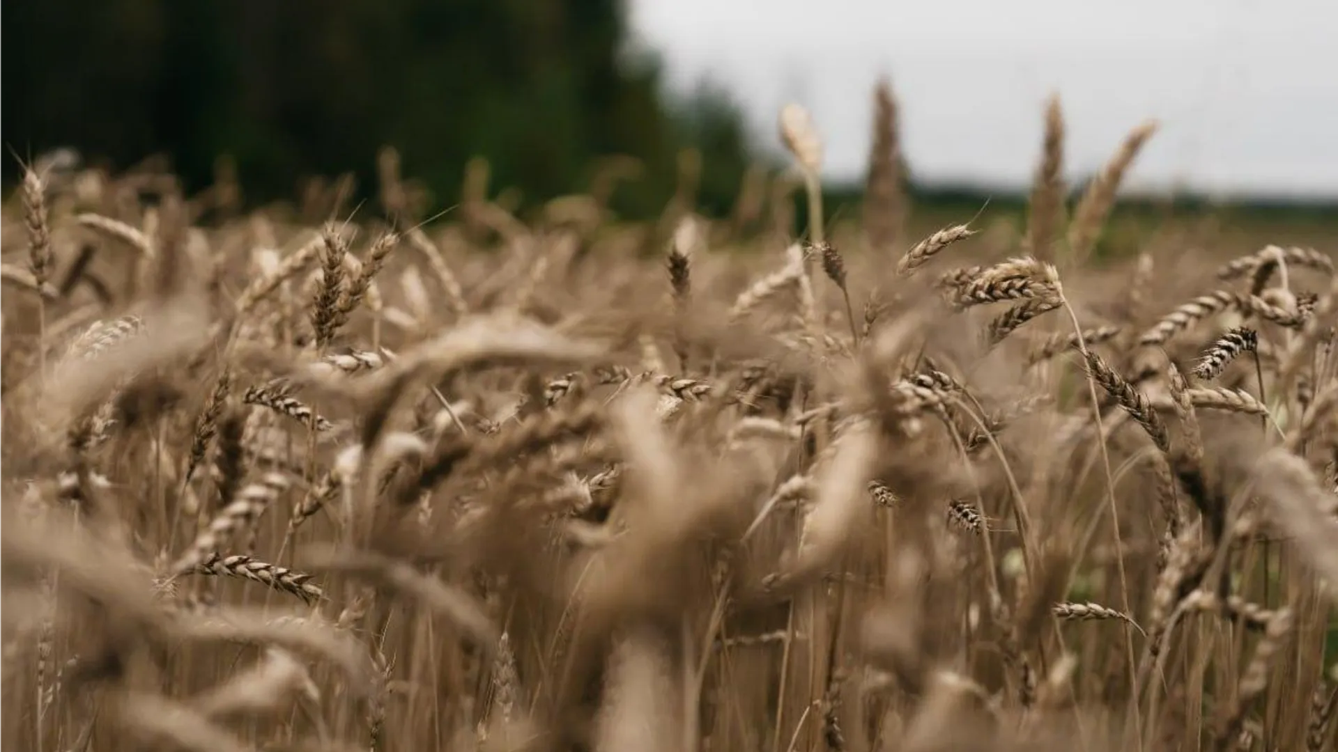 Фото: Медиа-центр Орехово-Зуевского городского округа