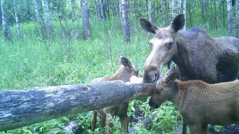 Фото: Министерство экологии и продовольствия Московской области.