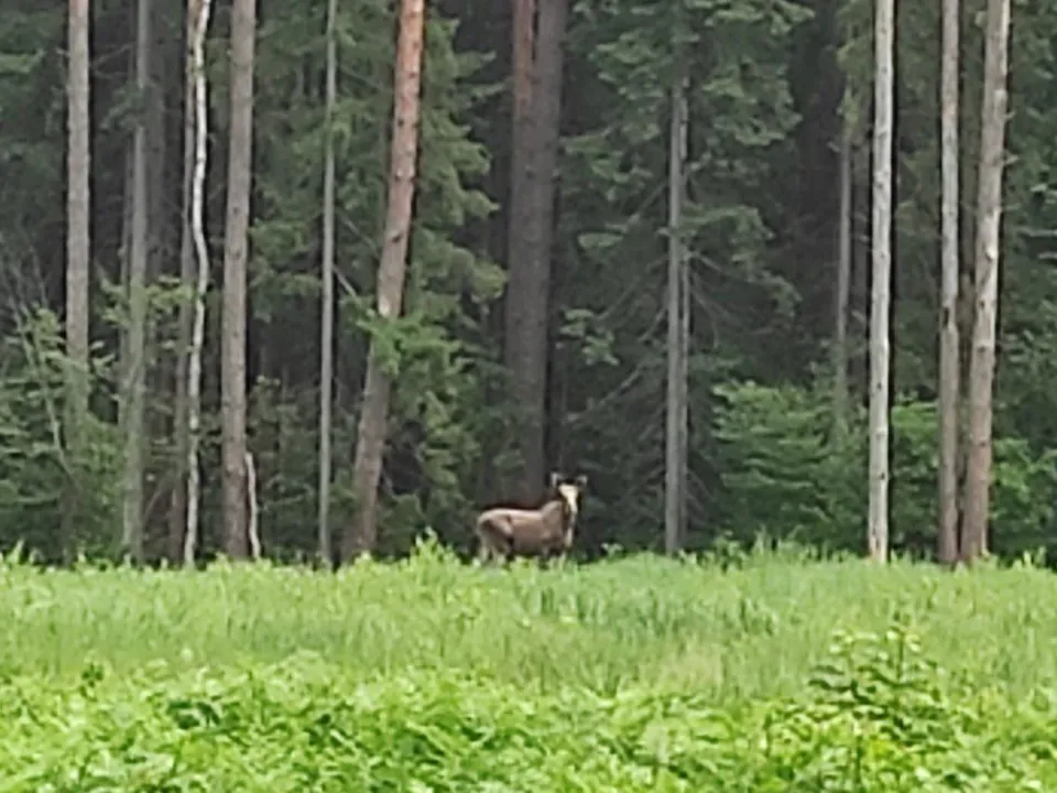 Фото: Комлесхоз Московской области
