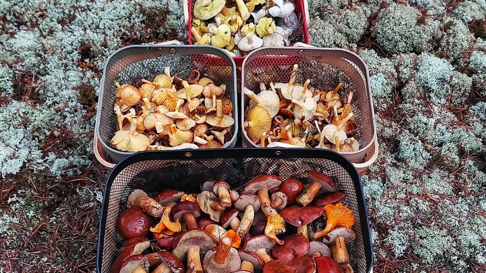 Фото: Василий Потапов