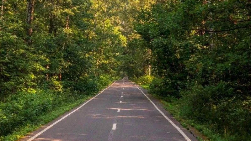 В Подмосковье очистят лес у дорог от погибших деревьев на 870 га