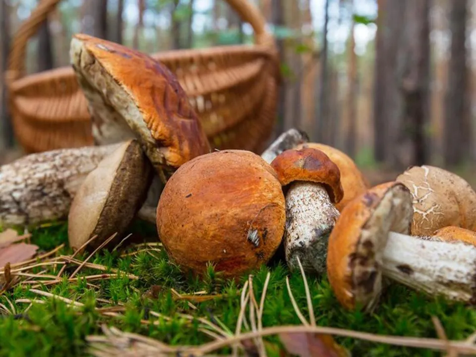 «Не дают опухоли расти»: нутрициолог раскрыла неожиданную пользу грибов для здоровья