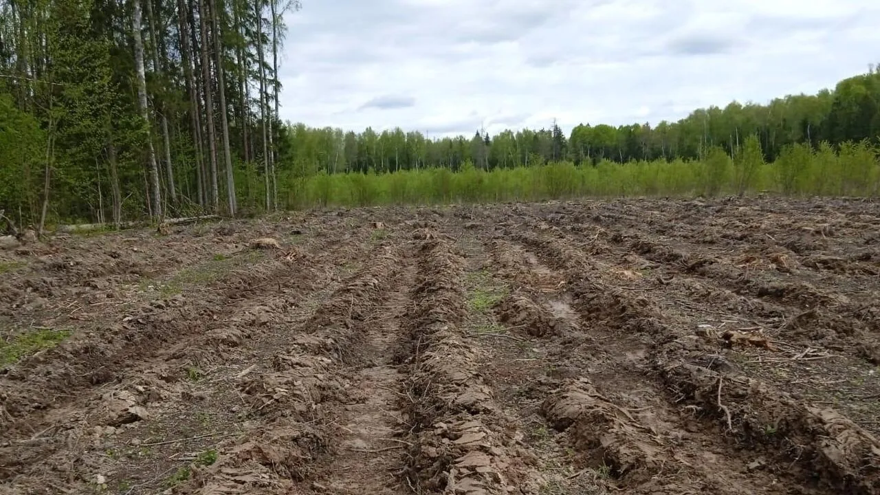 Фото: Комитет лесного хозяйства МО