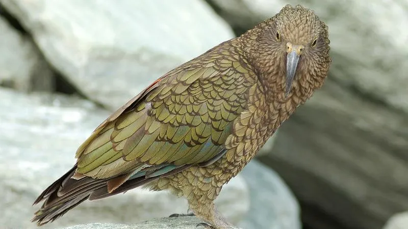 Rosino / wikimedia.org